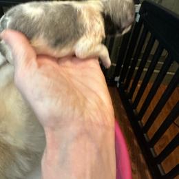Boy 2 (multi color Pie-bald) - Silver and white male Pomsky puppy in Leesburg, Virginia from Capital Pomsky