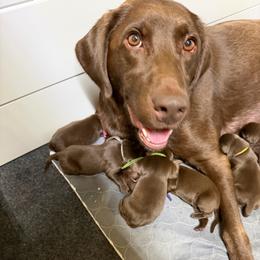 Purple - Chocolate male Labrador Retriever puppy in Heath Springs, South Carolina from Rich Hill Retrievers