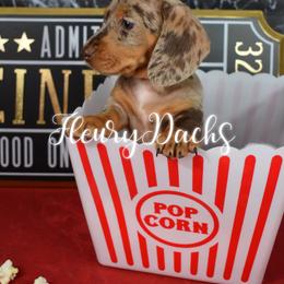 Dachshund Puppies from FleuryDachs