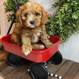 Cavapoo and Coton de Tulear Puppies from Big Gulch Puppies