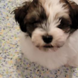 Collin - Black and white male Havanese puppy in Tarrant County, Texas from Jerico Havanese