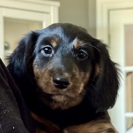 Dachshund Puppies from Wendy's Weenies