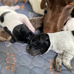 German Shorthaired Pointer Puppies from Thunder Mountain Gun Dogs