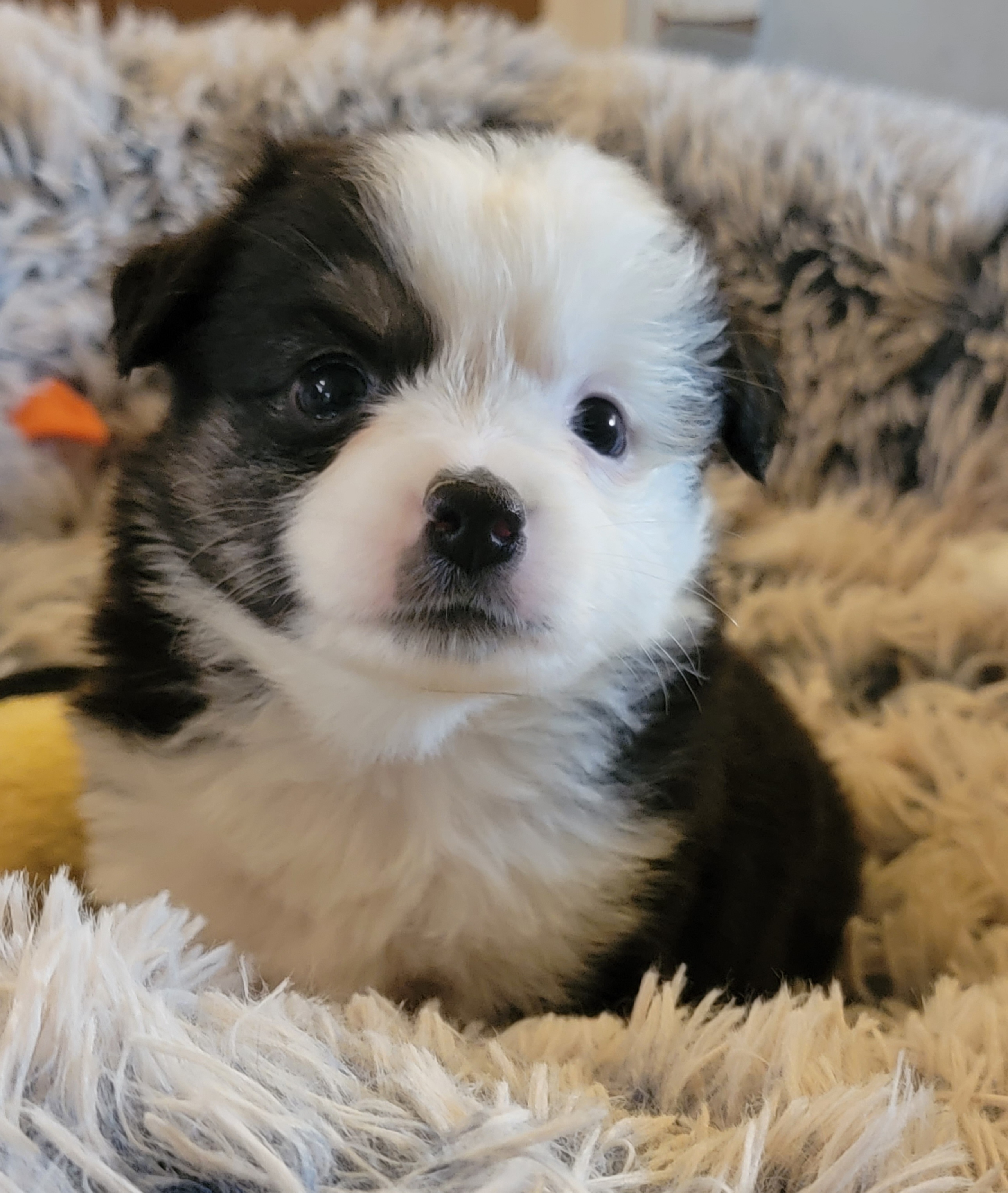 Aussiedoodle and Miniature Australian Shepherd Puppies from Cane Creek Aussies