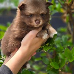 Patty - Chocolate and tan female Pomeranian puppy in Gun Barrel City, Texas from Petite Poms