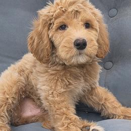 Cash - Apricot male Goldendoodle puppy in Richmond, Virginia from Highland Grove Doodles, LLC