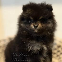 Black n tan - Black and tan male Pomeranian puppy in Las Vegas, Nevada from PomAmour Pomeranians