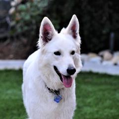 Finley - Berger Blanc Suisse
