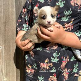 Sable girl 2 - Sable female Pembroke Welsh Corgi puppy in Clinton, Tennessee from High Hopes Farm
