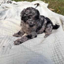 Marlin - Parti female Poodle puppy in Troy, New Hampshire from SP Standard Poodles