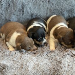Teddy Roosevelt Terrier Puppies from Jefferson Farms