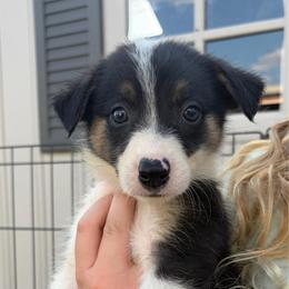 Josie - Tri-color female Border Collie puppy in Shawnee, Oklahoma from Cross K Working Collies - Pure Bred Border Collies