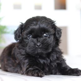 Maltipoo, Shichon, and Shihpoo Puppies from Timbercreek Puppies