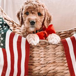 Bannock - Red  male Goldendoodle puppy in Meridian, Idaho from Table Rock Legacy Doodles