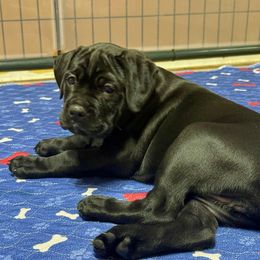 Pink collar female - Black female Cane Corso puppy in Gilbert, South Carolina from Sicuro Cane Corso LLC