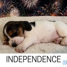 Basset Hound Puppies from Liberty Bassets
