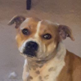 Lilli - Staffordshire Bull Terrier