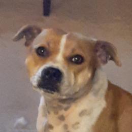 Lilli - Staffordshire Bull Terrier