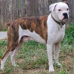 Boxers from Matthew Shilling