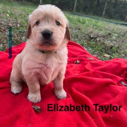 Liz Taylor - Golden female Golden Retriever puppy in Meriden, Kansas from Sunkissed Retrievers