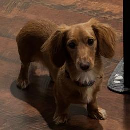 Raleigh - Dachshund