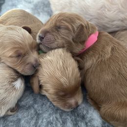 Goldendoodle Puppies from Loving Hearts Goldendoodles