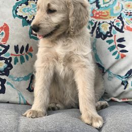 Goldendoodle, Schnoodle, and Sheepadoodle Puppies from Dood Ranch