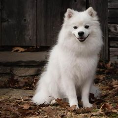 American Eskimo Dogs from Cathy's American Eskimo Dogs