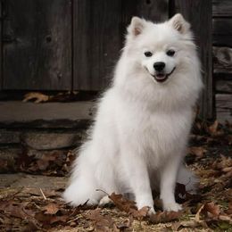 American Eskimo Dogs from Cathy's American Eskimo Dogs