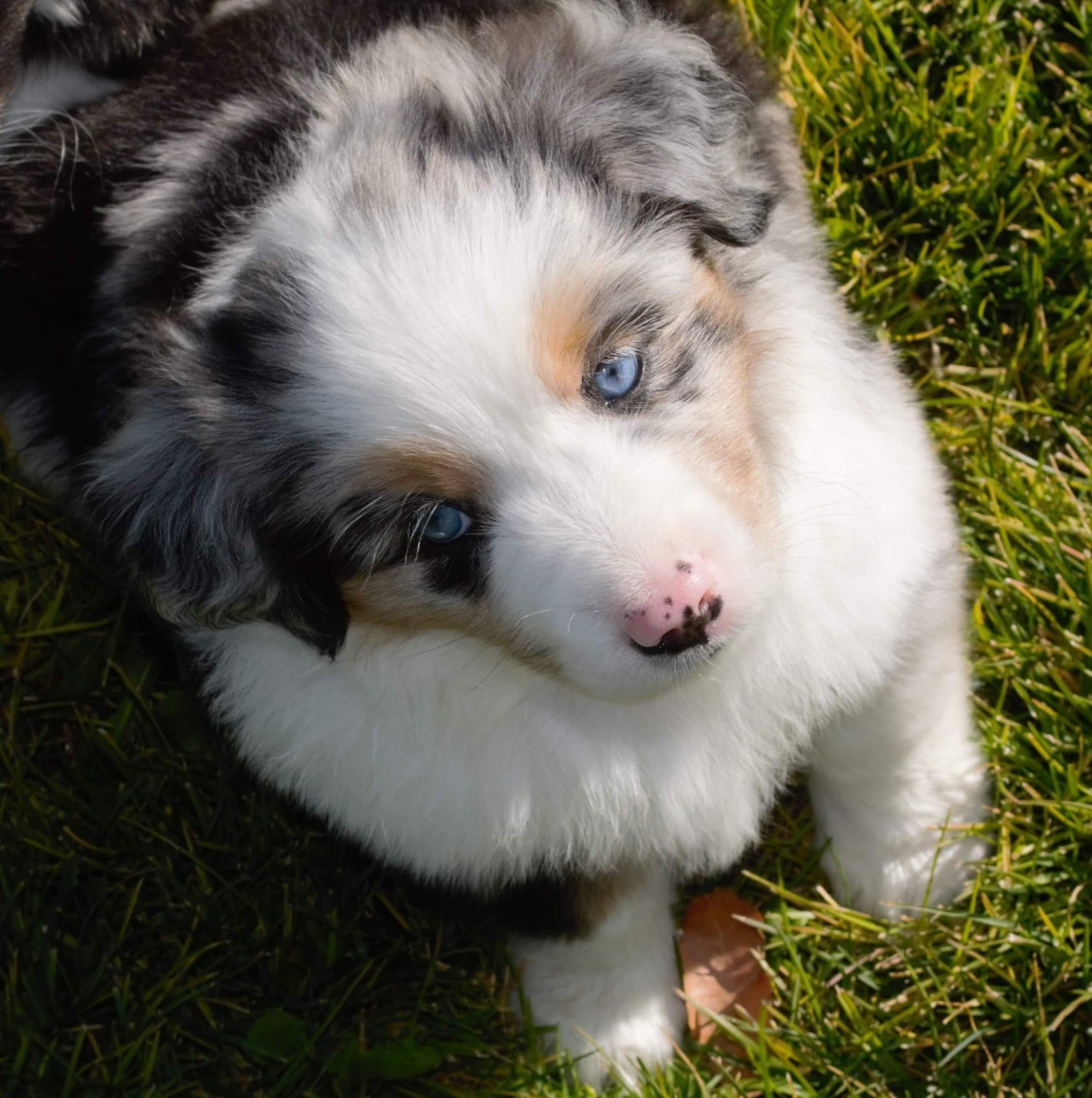 Minishepard Willow Ranch Minis in California | Miniature American Shepherd puppies ...