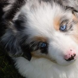 Miniature American Shepherds from Willow Ranch Minis