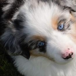 Miniature American Shepherds from Willow Ranch Minis