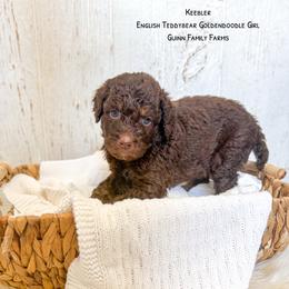 Chocolate Keebler - Chocolate female Goldendoodle puppy in Grove, Oklahoma from Guinn Family Farms