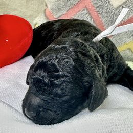 Dixie - Black female Poodle puppy in Lakeland, Florida from Gulfside Poodles