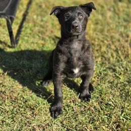 Medium Pink Collar Female - Gold brindle female Dutch Shepherd puppy in Dallas, Georgia from Bluestone Creek Dutch Shepherds