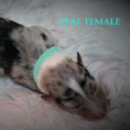 Collie Puppies from Liberty Collies