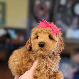 Liberty - Golden female Cockapoo puppy in Mena, Arkansas from Ouachita River Cockapoos