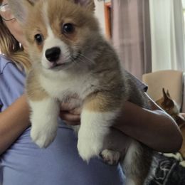 Lewis - Sable male Pembroke Welsh Corgi puppy in Nunica, Michigan from Crockery Creek Corgis