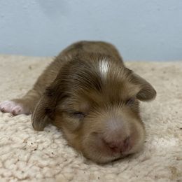Mocha - Dapple male Dachshund puppy in Bullard, Texas from Mimidachs of Texas