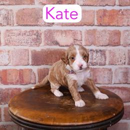 Kate - Red  female Goldendoodle puppy in Calhoun, Georgia from Happy Top Doodles