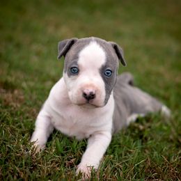 American Staffordshire Terrier Puppies from Ynez Amstaffs