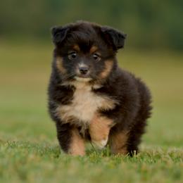 Treble - Black tri female Toy Australian Shepherd puppy in Hartman, Arkansas from Southern Edition Aussies