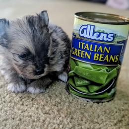 Adam - Red parti male Pomeranian puppy in Comer, Georgia from HillTop Pomeranians ✨