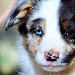Miniature Australian Shepherds from Standing S Mini Aussies & Mini Ranch Dachshunds