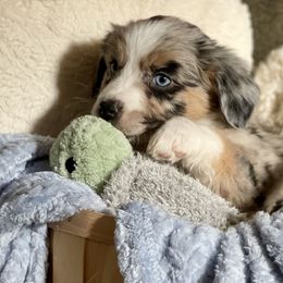 Wonder - Blue merle Miniature Australian Shepherd puppy in Somerset, Kentucky from Natural Life Ranch
