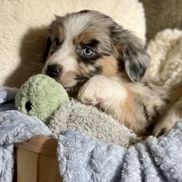 Wonder - Blue merle Miniature Australian Shepherd puppy in Somerset, Kentucky from Natural Life Ranch