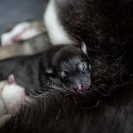 Siberian Husky Puppies from Ivie Huskies