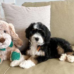 Bernedoodle and Goldendoodle Puppies from Point Breeze Doodles, LLC