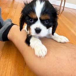 Frosty - Tri-color female Cavalier King Charles Spaniel puppy in Albuquerque, New Mexico from Paradise Cavaliers