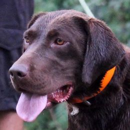 Cricket - Labrador Retriever